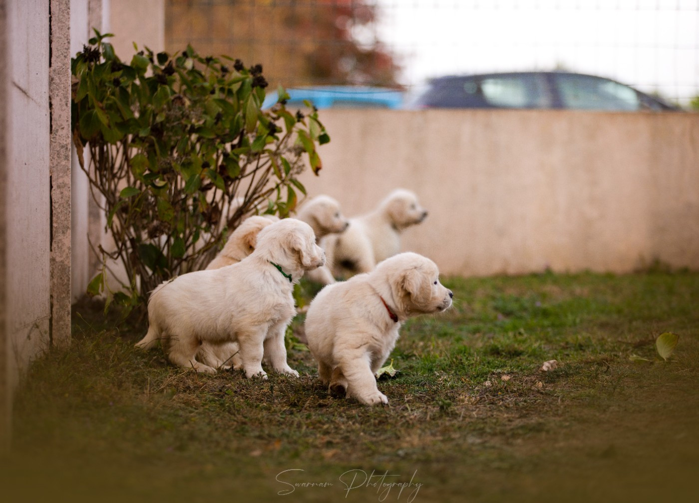 De L'Héritage De Sok'aulnays - Golden Retriever - Portée née le 30/08/2025