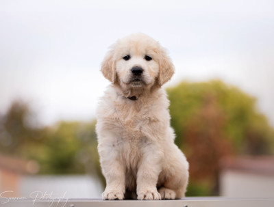 Athos de l'Héritage de Sok'Aulnays (Elton)