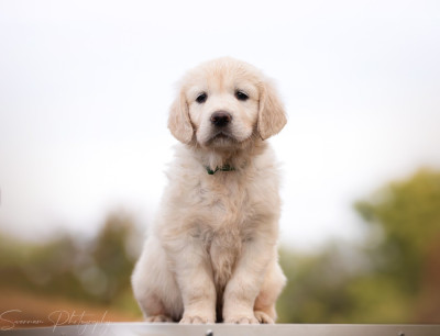 Asko de l'Héritage de Sok'Aulnays