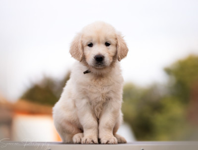 Arlo de L'Héritage de Sok'Aulnays