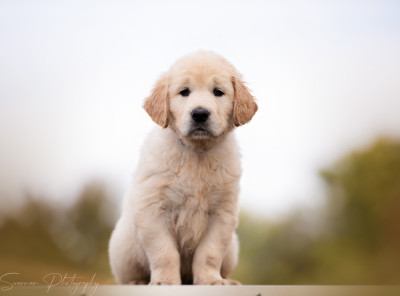 Alphonse de l'Héritage de Sok'Aulnays (Minot)