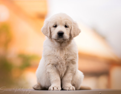 Always Trust My Heart de l'Héritage de Sok'Aulnays