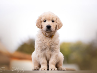 Aby de l'Héritage de Sok'Aulnays