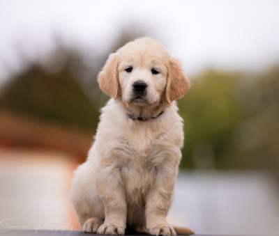 Aïla de l'Héritage de Sok'Aulnays (Kala)