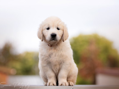 Ambre de l'Héritage de Sok'Aulnays (Shazam)