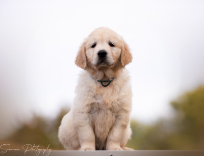 Aska de l'Héritage de Sok'Aulnays