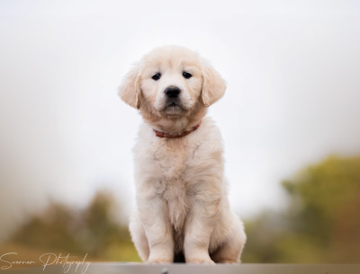 Ariette Aqua Douille Alma de l'Héritage de Sok'Aul